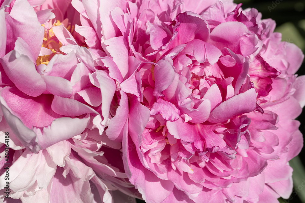 flourished pink peony spring flowering