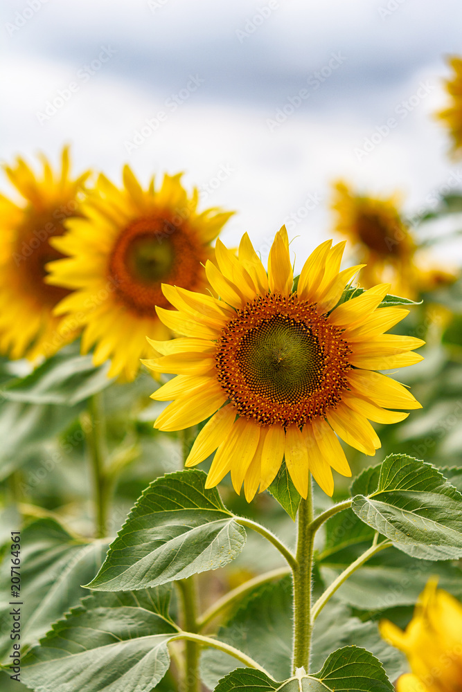 Beautiful sunflowers blooming in the field. Beautiful sunflowers blooming in the field.