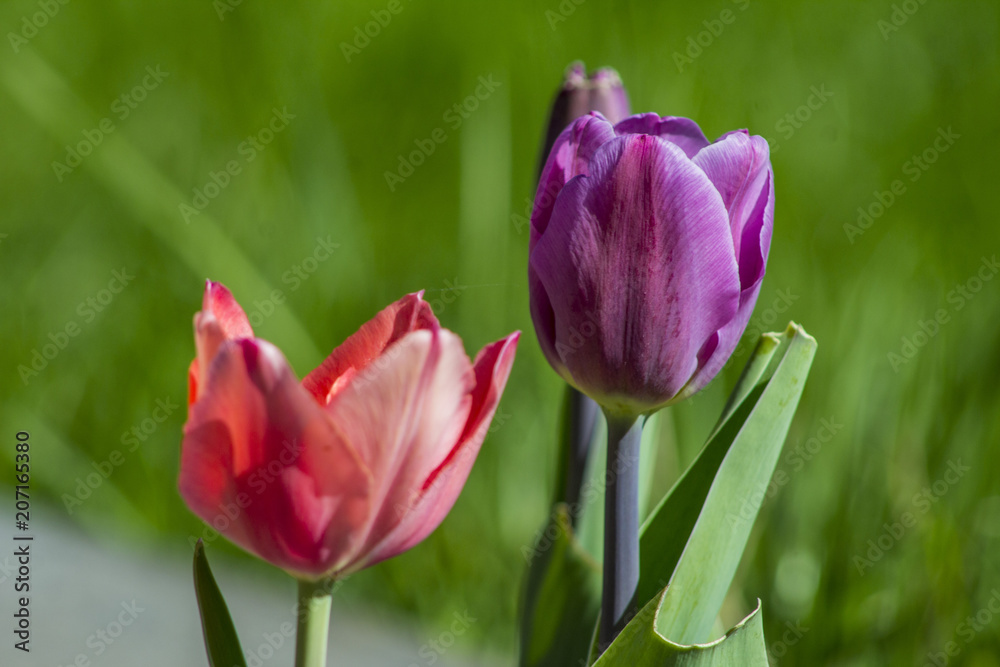 Fototapeta premium Tulip flowers in my front yard