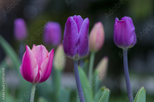 Tulip flowers in my front yard