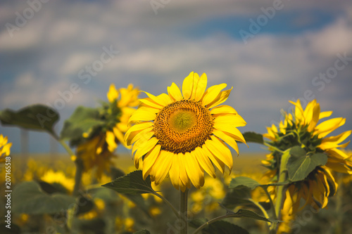 Beautiful sunflowers blooming in the field.