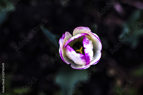 Tulip flowers in my front yard