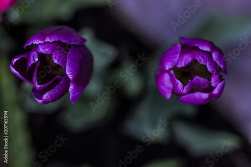 Tulip flowers in my front yard