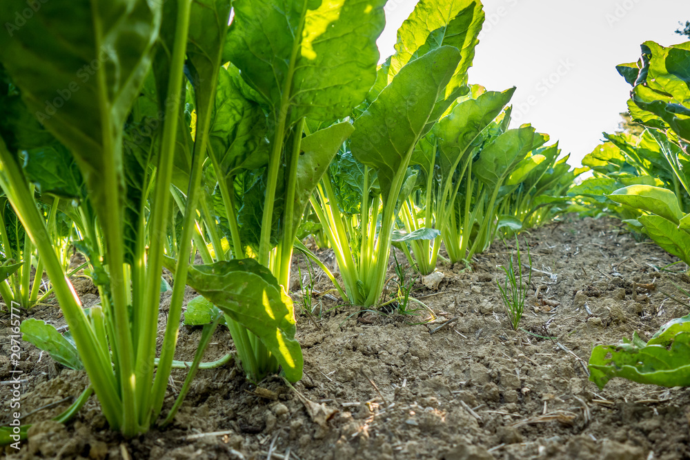 Fototapeta premium Rübenacker