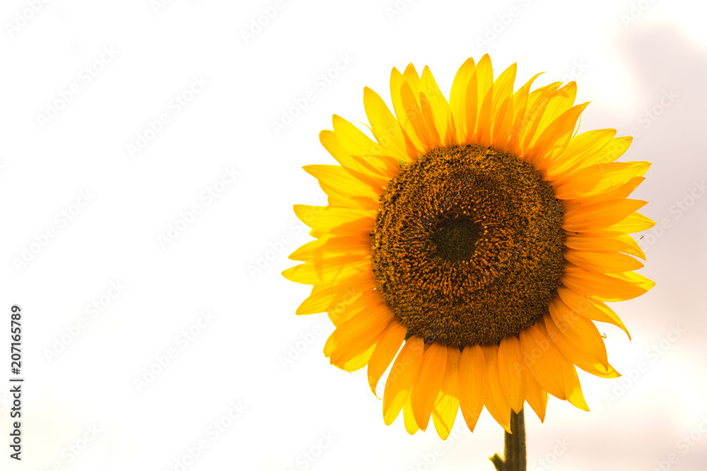 Obraz premium Big, beautiful sunflower against sky background. Vivid Photo.
