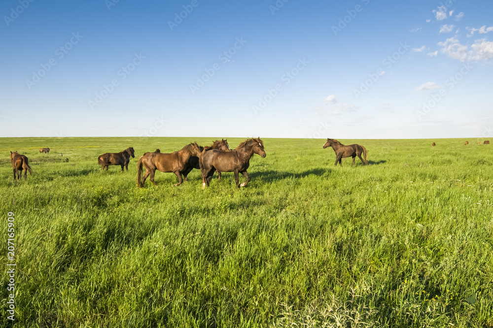 A herd of wild horses shown on Water island in atmospheric Rostov state reserve