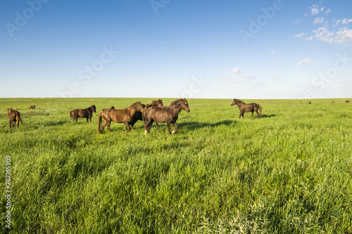 A herd of wild horses shown on Water island in atmospheric Rostov state reserve © Юрий Бартенев
