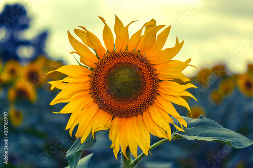 Big  beautiful sunflowers  bright picture. Blue and yellow toning.