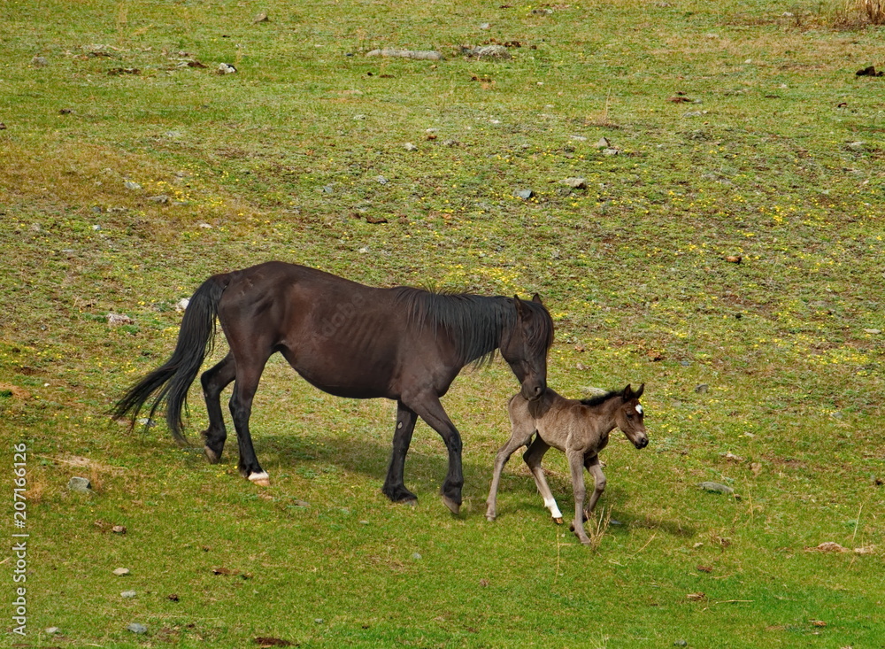 Russia. Horses on the free meadows of the Altai mountains Russia. Horses on the free meadows of the Altai mountains