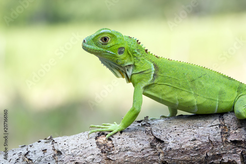 Close up of green iguana on branch