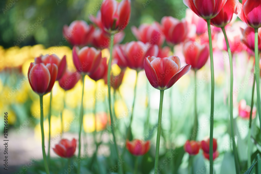 Fototapeta premium Flowers in Botanic garden