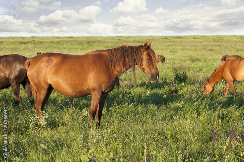 A herd of wild horses shown on Water island in atmospheric Rostov state reserve photo