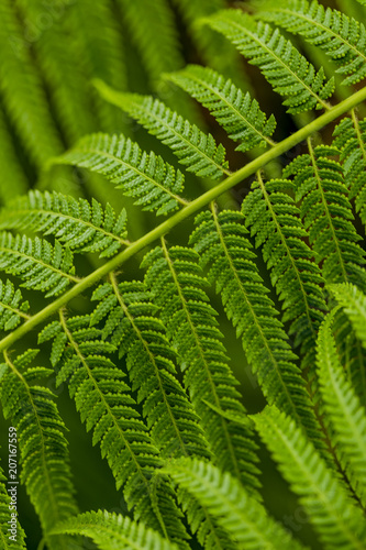 Detail of the fern leaves