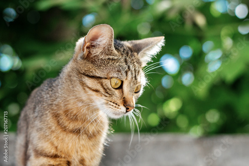 Billede på lærred cat spting portrait