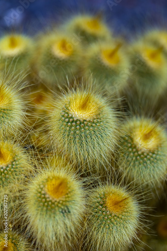Yellow tower cactus