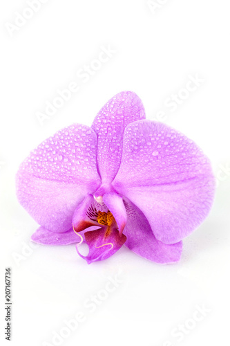macro su orchidea