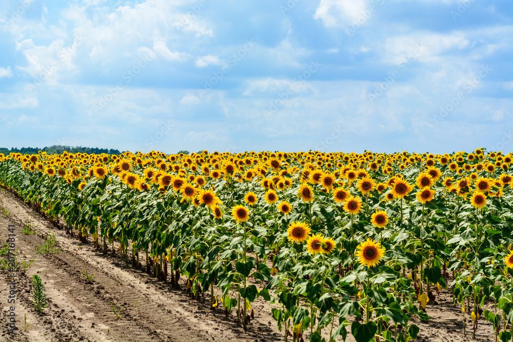 defocused beautiful yellow sunflower field defocused beautiful yellow sunflower field
