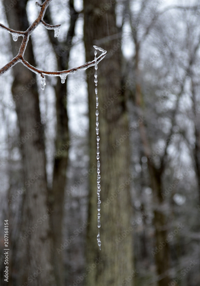 ice on spider web ice on spider web