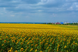 Defocused  big blue sky and a field of sunflowers.