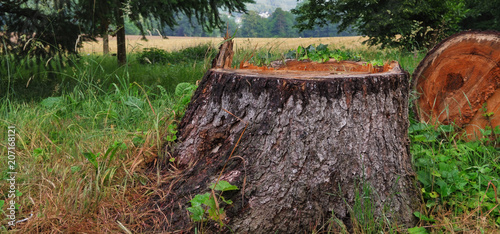 Bûcheronnage, abattage d'arbre malade