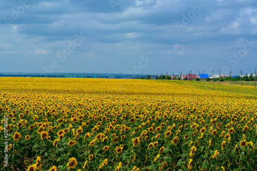 Defocused  big blue sky and a field of sunflowers. © holysource