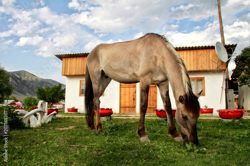 Horse in the yard. Kazakhstan