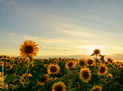 Defocused beautiful yellow sunset over sunflower field. Landscape  wide view.