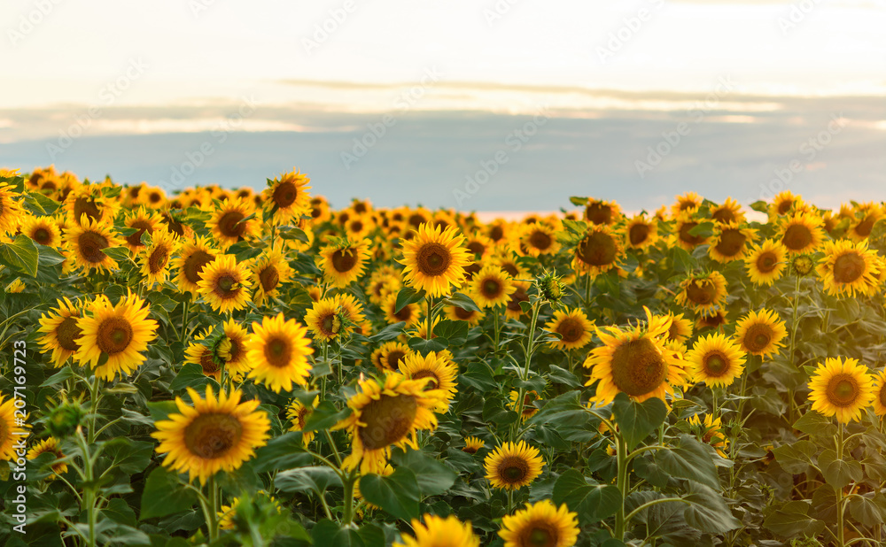Fototapeta premium Summer landscape: beauty sunset over sunflowers field