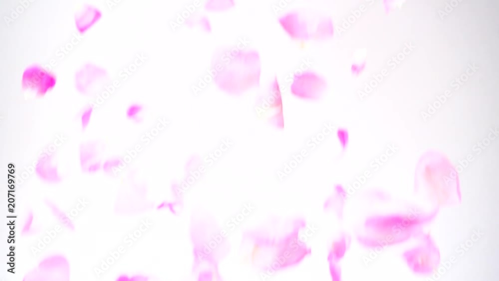 Falling of petals of a tea rose. Slow motion. Falling of petals of a tea rose. Slow motion.