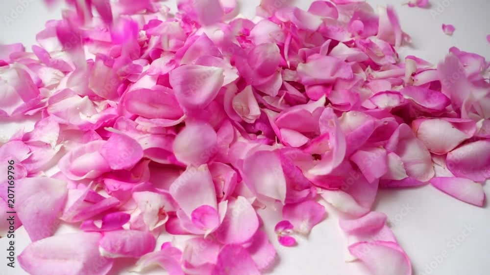 Falling of petals of a tea rose. Slow motion.