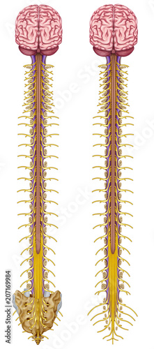 Fotografía Central Nervous System