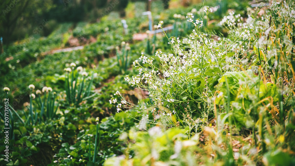 Fototapeta premium vegetable garden of gardener. On the mountain of hilltribes. CHINESE RADISH flower.