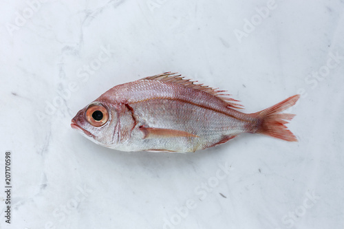 Red fish on white background