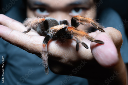 Mexican Fireleg tarantula(Brachypelma Boehmei) with blurred human face. Selective Focus.