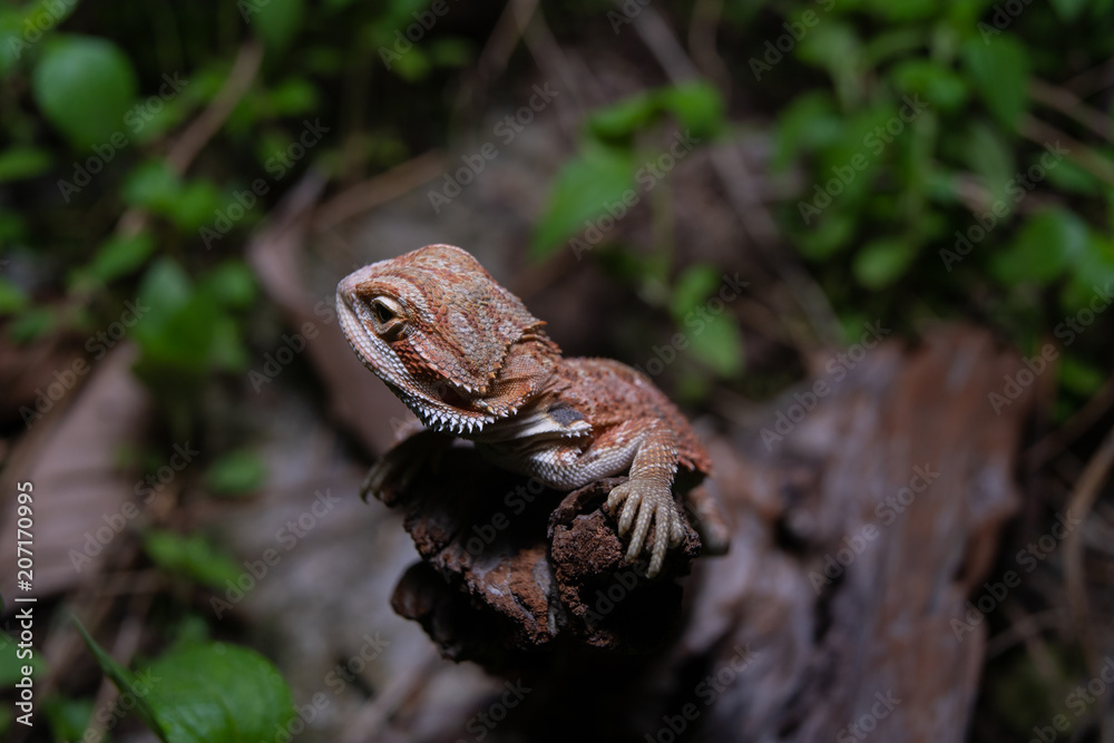 Pogona or also known as bearded dragon stays on cork woods with green nature background at night. Pogona or also known as bearded dragon stays on cork woods with green nature background at night.