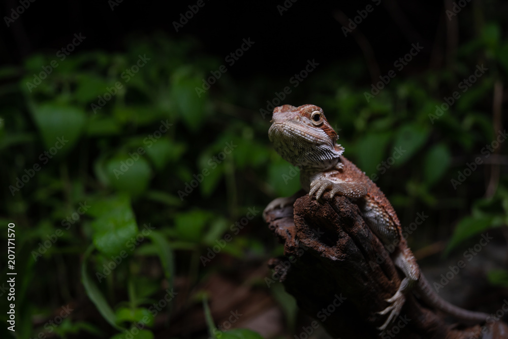 Pogona or also known as bearded dragon stays on cork woods with green nature background at night. Pogona or also known as bearded dragon stays on cork woods with green nature background at night.