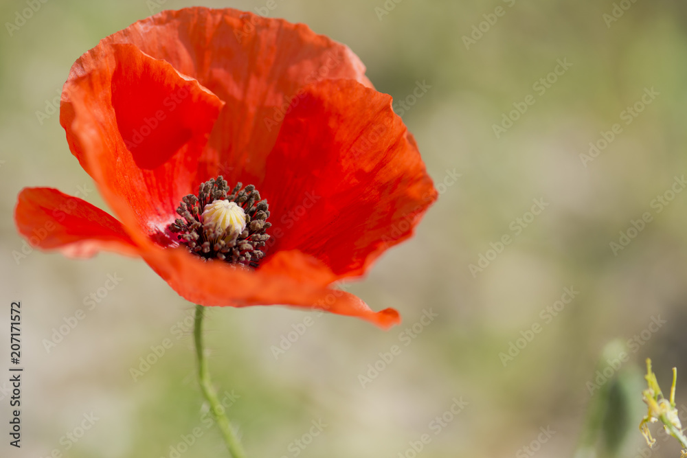 Papavero rosso macro