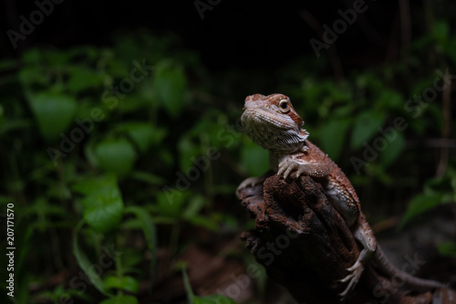 Pogona or also known as bearded dragon stays on cork woods with green nature background at night.