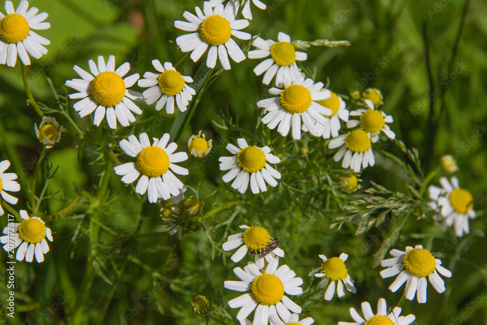 Fototapeta premium little daisies in the spring garden