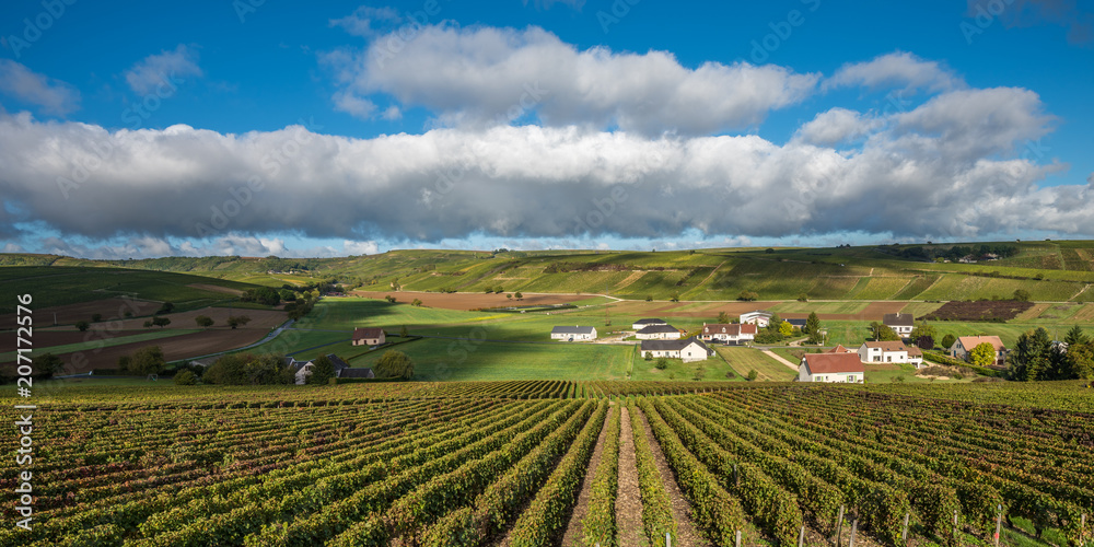 Vineyards of Loire Valley, France Vineyards of Loire Valley, France