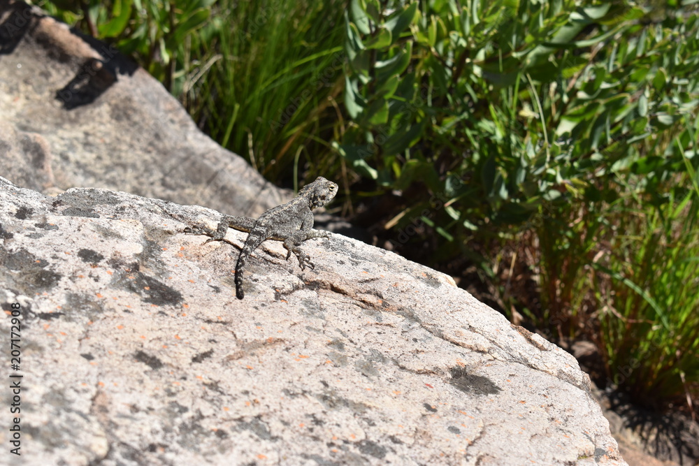 Closeup of a bearded dragon on the plate clip hiking path on the Table Mountain in Cape Town, South Africa Closeup of a bearded dragon on the plate clip hiking path on the Table Mountain in Cape Town, South Africa