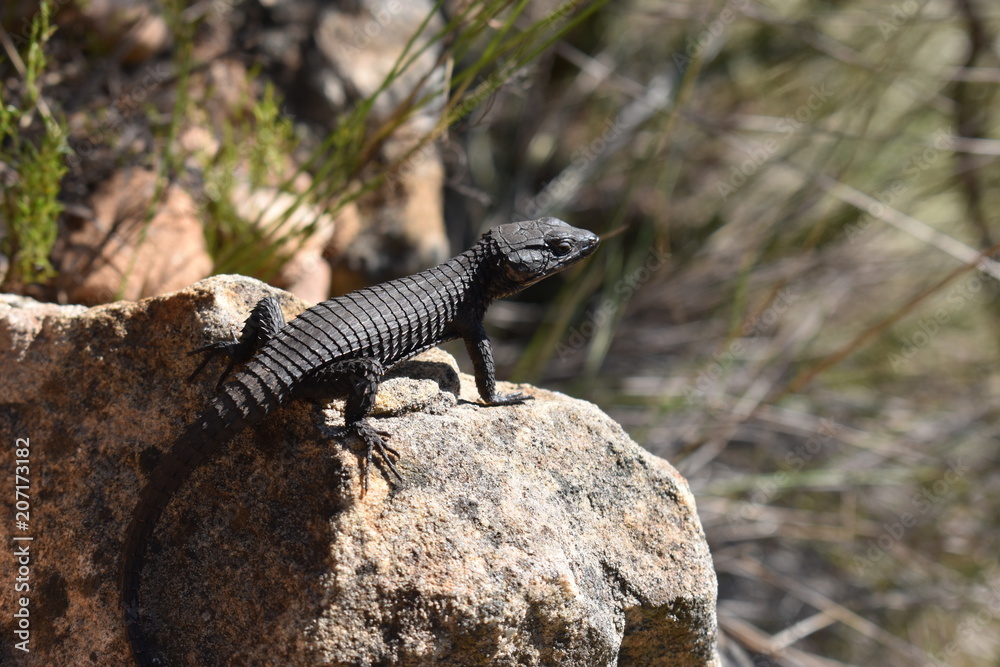 Closeup of a black bearded dragon on the plate clip hiking path on the Table Mountain in Cape Town, South Africa Closeup of a black bearded dragon on the plate clip hiking path on the Table Mountain in Cape Town, South Africa
