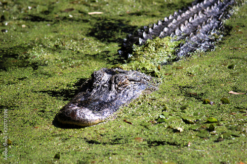 Alligator Sunbathing in South Carolina
