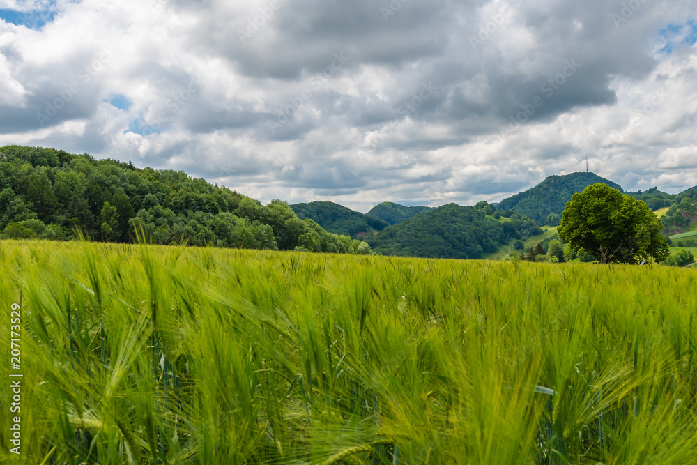 Weizenfeld mit Berge im Hintergrund Weizenfeld mit Berge im Hintergrund
