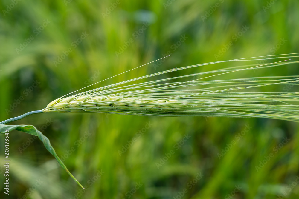 Korn im Kornfeld - Weizen mit unscharfem Hintergrund Korn im Kornfeld - Weizen mit unscharfem Hintergrund