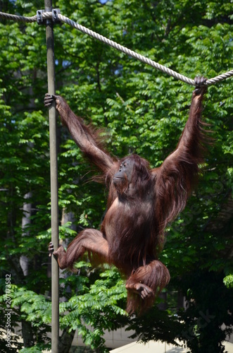 Orang Utan