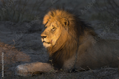 Adult lion male with huge mane resting and waiting in gathering darkness