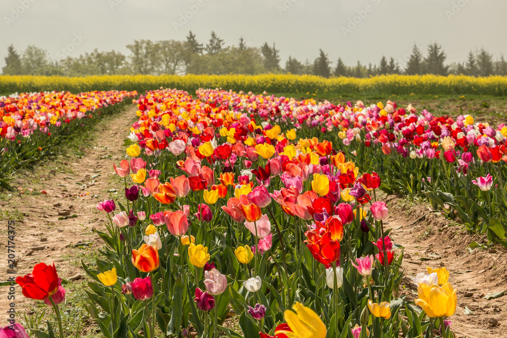 Big field of colorful flowers and yellow rapeseed