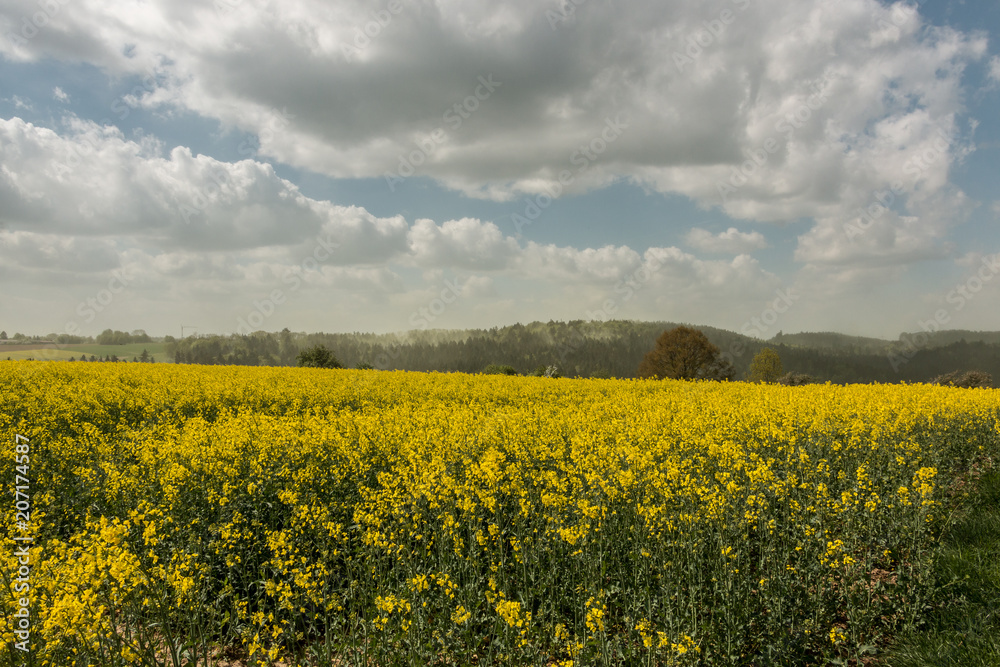 Big fields of yellow rapeseed and the blue sky with clouds