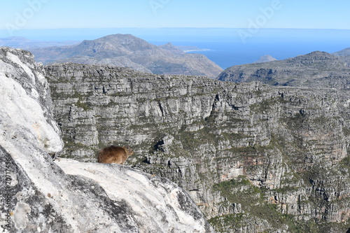 View over Cape Town from the big Table Mountain with a funny hyrax in South Africa